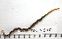  (Phyllodoce medipapillata - BAMPOL0310)  @13 [ ] CreativeCommons - Attribution (2010) Unspecified Centre for Biodiversity Genomics