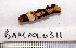  ( - BAMPOL0311)  @13 [ ] CreativeCommons - Attribution (2008) Unspecified Centre for Biodiversity Genomics