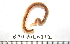 ( - BAMPOL0312)  @13 [ ] CreativeCommons - Attribution (2010) Unspecified Centre for Biodiversity Genomics