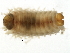  ( - BAMPOL0319)  @13 [ ] CreativeCommons - Attribution (2008) Unspecified Centre for Biodiversity Genomics