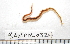  (Phyllodoce medipapillata - BAMPOL0324)  @13 [ ] CreativeCommons - Attribution (2010) Unspecified Centre for Biodiversity Genomics