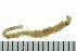  ( - BAMPOL0327)  @12 [ ] CreativeCommons - Attribution (2010) Unspecified Centre for Biodiversity Genomics