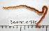  ( - BAMPOL0332)  @12 [ ] CreativeCommons - Attribution (2010) Unspecified Centre for Biodiversity Genomics