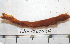  ( - BAMPOL0334)  @12 [ ] CreativeCommons - Attribution (2010) Unspecified Centre for Biodiversity Genomics
