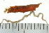  ( - BAMPOL0334)  @12 [ ] CreativeCommons - Attribution (2010) Unspecified Centre for Biodiversity Genomics