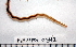  ( - BAMPOL0342)  @12 [ ] CreativeCommons - Attribution (2010) Unspecified Centre for Biodiversity Genomics