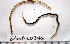  ( - BAMPOL0346)  @12 [ ] CreativeCommons - Attribution (2010) Unspecified Centre for Biodiversity Genomics
