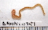  ( - BAMPOL0347)  @12 [ ] CreativeCommons - Attribution (2010) Unspecified Centre for Biodiversity Genomics