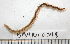  (Phyllodoce medipapillata - BAMPOL0348)  @13 [ ] CreativeCommons - Attribution (2010) Unspecified Centre for Biodiversity Genomics