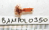  ( - BAMPOL0350)  @12 [ ] CreativeCommons - Attribution (2010) Unspecified Centre for Biodiversity Genomics