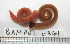  ( - BAMPOL0361)  @12 [ ] CreativeCommons - Attribution (2010) Unspecified Centre for Biodiversity Genomics