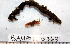  (Ampharete labrops - BAMPOL0363)  @14 [ ] CreativeCommons - Attribution (2010) Unspecified Centre for Biodiversity Genomics