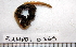  ( - BAMPOL0365)  @13 [ ] CreativeCommons - Attribution (2010) Unspecified Centre for Biodiversity Genomics