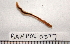  ( - BAMPOL0377)  @13 [ ] CreativeCommons - Attribution (2010) Unspecified Centre for Biodiversity Genomics