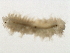  ( - BAMPOL0415)  @12 [ ] CreativeCommons - Attribution (2008) Unspecified Centre for Biodiversity Genomics