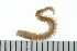  ( - BAMPOL0421)  @13 [ ] CreativeCommons - Attribution (2010) Unspecified Centre for Biodiversity Genomics
