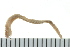  ( - BAMPOL0424)  @13 [ ] CreativeCommons - Attribution (2010) Unspecified Centre for Biodiversity Genomics