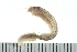  ( - BAMPOL0427)  @13 [ ] CreativeCommons - Attribution (2010) Unspecified Centre for Biodiversity Genomics