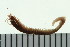  (Platynereis sp. CMC01 - BAMPOL0443)  @14 [ ] CreativeCommons - Attribution (2010) Unspecified Centre for Biodiversity Genomics
