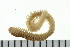  ( - BAMPOL0453)  @13 [ ] CreativeCommons - Attribution (2010) Unspecified Centre for Biodiversity Genomics
