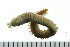  ( - BAMPOL0454)  @13 [ ] CreativeCommons - Attribution (2010) Unspecified Centre for Biodiversity Genomics