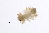  ( - BAMPOL0534)  @12 [ ] CreativeCommons - Attribution (2010) Unspecified Centre for Biodiversity Genomics