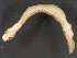  ( - BP2010-167)  @13 [ ] CreativeCommons - Attribution (2010) CBG Photography Group Centre for Biodiversity Genomics