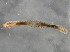  (Nereis sp. CMC01 - BP2010-308)  @13 [ ] CreativeCommons - Attribution (2010) CBG Photography Group Centre for Biodiversity Genomics