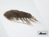  ( - 10BBPLANK-068)  @13 [ ] CreativeCommons - Attribution (2010) CBG Photography Group Centre for Biodiversity Genomics