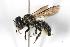  (Megachile montivaga - 06-BCT-003)  @14 [ ] CreativeCommons - Attribution (2010) Unspecified Centre for Biodiversity Genomics