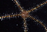  ( - BCS_0371)  @11 [ ] CreativeCommons - Attribution Non-Commercial Share-Alike (2017) Matthieu Leray Smithsonian Institution