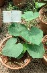  ( - IC618083_Csat)  @11 [ ] by-nc (2022) Kiran A G Kerala Agricultural University