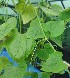  ( - IC612073_Cmet)  @11 [ ] by-nc (2022) Kiran A G Kerala Agricultural University