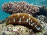  (Actinopyga mauritiana - EU848231)  @12 [ ] Unspecified (default): All Rights Reserved  S.W. Purcell Unspecified