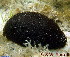  (Actinopyga miliaris - AY700773)  @13 [ ] Unspecified (default): All Rights Reserved  S.W. Purcell Unspecified