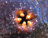  ( - AY700773)  @12 [ ] Unspecified (default): All Rights Reserved  S.W. Purcell Unspecified