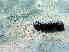  (Actinopyga spinea - EU848218)  @13 [ ] Unspecified (default): All Rights Reserved  S.W. Purcell Unspecified