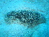  ( - AY700768)  @13 [ ] Unspecified (default): All Rights Reserved  Unspecified Unspecified