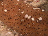  (Bohadschia sp. A SU-2008 - EU848296)  @13 [ ] Unspecified (default): All Rights Reserved  Unspecified Unspecified