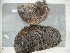  (Bohadschia argus - EU848263)  @13 [ ] Unspecified (default): All Rights Reserved  Unspecified Unspecified