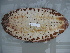  ( - EU848270)  @13 [ ] Unspecified (default): All Rights Reserved  Unspecified Unspecified