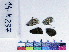  ( - RVcoll14N237)  @11 [ ] Copyright (2019) Roger Vila Institut de Biologia Evolutiva