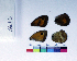  ( - RVcoll15F731)  @12 [ ] Copyright (2019) Roger Vila Institut de Biologia Evolutiva