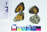  ( - RVcoll15P301)  @12 [ ] Copyright (2019) Roger Vila Institut de Biologia Evolutiva