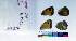  ( - RVcoll15P465)  @12 [ ] Copyright (2019) Roger Vila Institut de Biologia Evolutiva