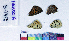  ( - RVcoll15P488)  @11 [ ] Copyright (2019) Roger Vila Institut de Biologia Evolutiva