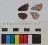  (Cupido carswelli - RVcoll15R285)  @11 [ ] CreativeCommons - Attribution Share-Alike (2018) Unspecified Institut de Biologia Evolutiva (CSIC-UPF), Butterfly Diversity and Evolution Lab
