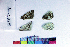  ( - RVcoll16L338)  @11 [ ] Copyright (2019) Roger Vila Institut de Biologia Evolutiva (CSIC-UPF)