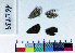  ( - RVcoll16L939)  @11 [ ] Copyright (2019) Roger Vila Institut de Biologia Evolutiva