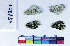  ( - RVcoll17B284)  @11 [ ] Copyright (2019) Roger Vila Institut de Biologia Evolutiva